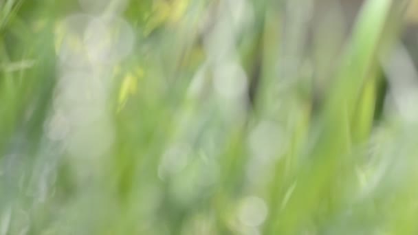 détail d'herbe avec gouttes d'eau 