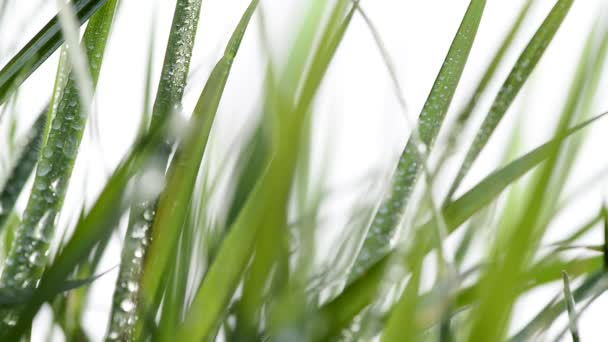Детали травы с капельками воды — стоковое видео