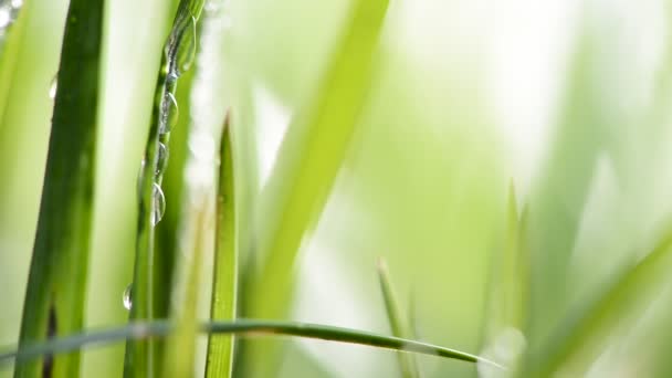 Detail van gras met druppels water — Stockvideo