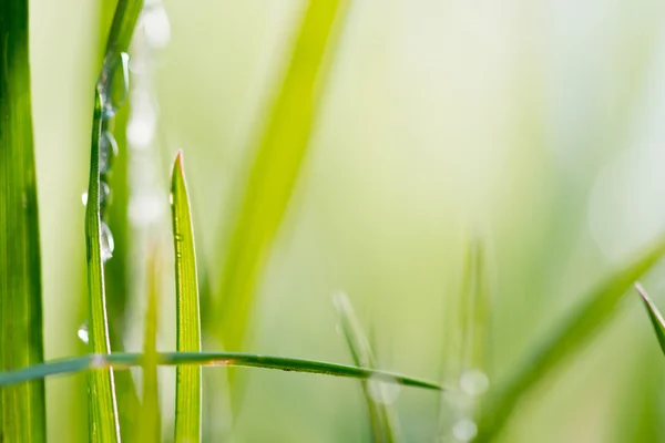 Zelené pozadí, detail trávy — Stock fotografie