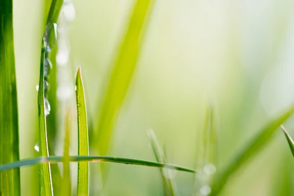 Grüner Hintergrund, Detail des Grases — Stockfoto