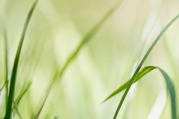 Grüner Hintergrund, Detail des Grases — Stockfoto