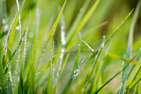 Groene achtergrond, detail van gras — Stockfoto