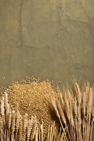 Wheat and barley — Stock Photo, Image