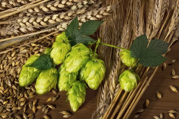 Hops and barley — Stock Photo, Image