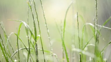 ayrıntı çim Yağış