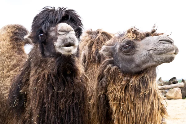 Inhemska baktriska kamelen — Stockfoto