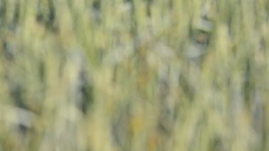 buğday alan bir uğur böceği ile detay