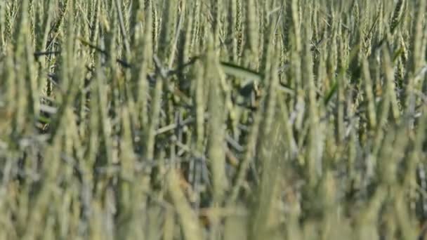 Detalhe do campo de trigo — Vídeo de Stock