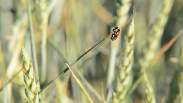 Detalle del campo de trigo con una mariquita — Vídeo de stock