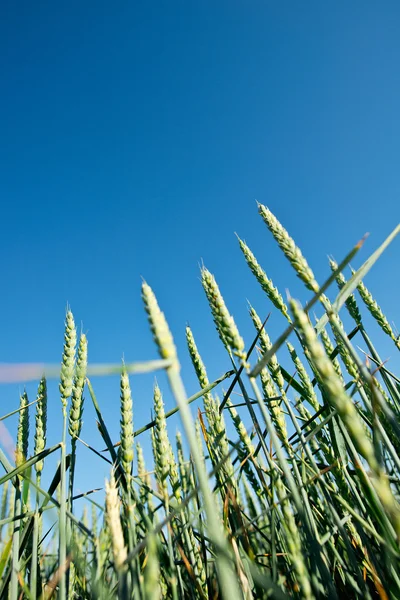 Detail van tarweveld — Stockfoto