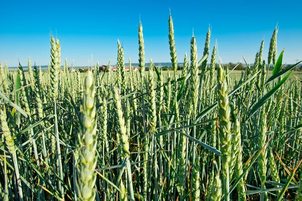 Detalj av vete fält — Stockfoto