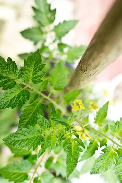 Detalhe da planta de tomate — Fotografia de Stock