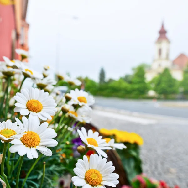 Flores na frente da loja da florista — Fotografia de Stock
