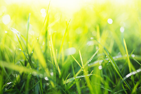 green background, detail of grass