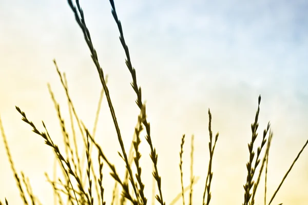Detail of grass — Stock Photo, Image