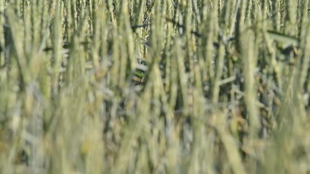 Деталь пшеничного поля с птичьим пометом — стоковое видео