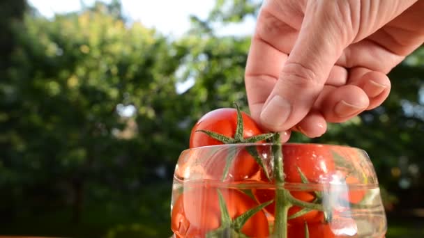 Pomodori sottaceto nel bicchiere — Video Stock