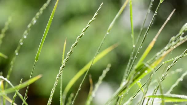 détail de prairie sur les précipitations 