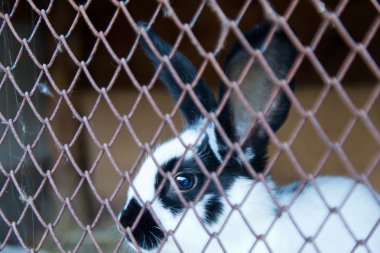 bir kafeste bir tavşan