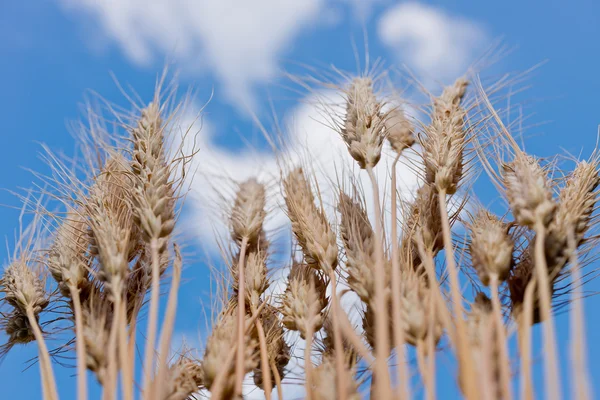 Detalj av vete fält — Stockfoto