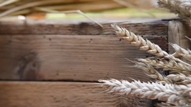 Naturaleza muerta con trigo y cebada — Vídeos de Stock
