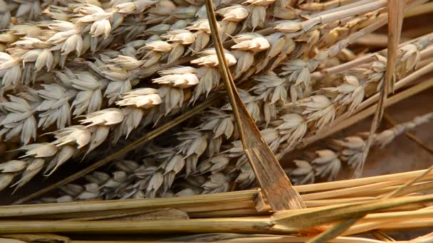 Naturaleza muerta con trigo y cebada — Vídeo de stock