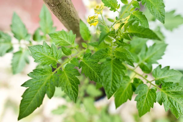 Detalj av tomatplantor — Stockfoto