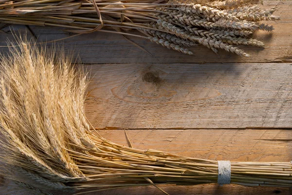 Ячмень и пшеница — стоковое фото