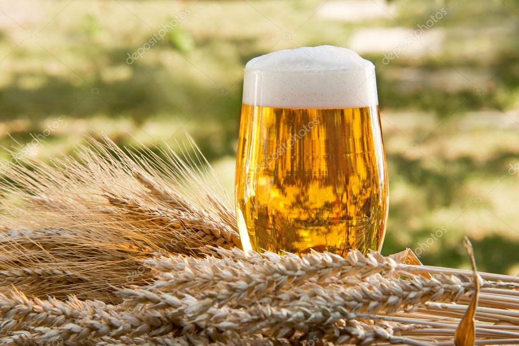 Beer glass and raw material for beer production — Stock Photo