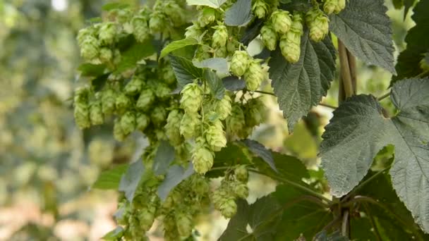 Cônes de houblon dans le jardin houblon 