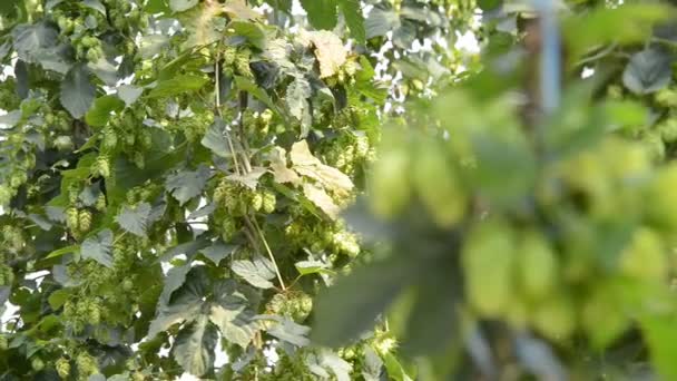 Coni di luppolo nel giardino di luppolo — Video Stock