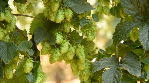 Detail des Hopfenfeldes im Wind — Stockvideo