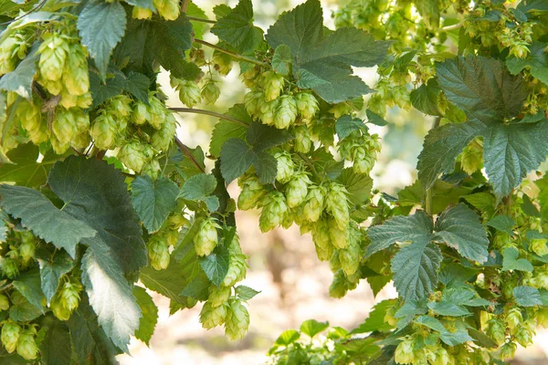 Hop cones — Stock Photo, Image