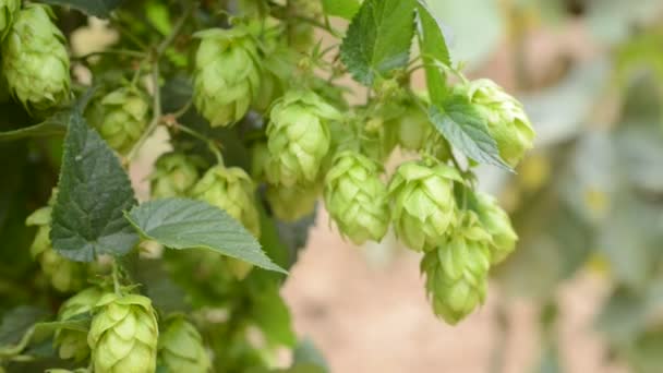 Détail du champ de houblon dans la brise — Video