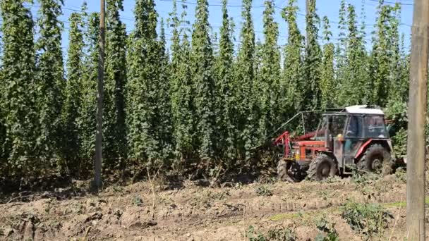 Récolte de houblon dans le village de Mradice près de la ville de Zatec en République tchèque — Video