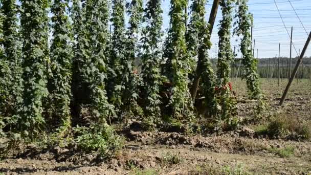 Récolte de houblon dans le village de Mradice près de la ville de Zatec en République tchèque — Video