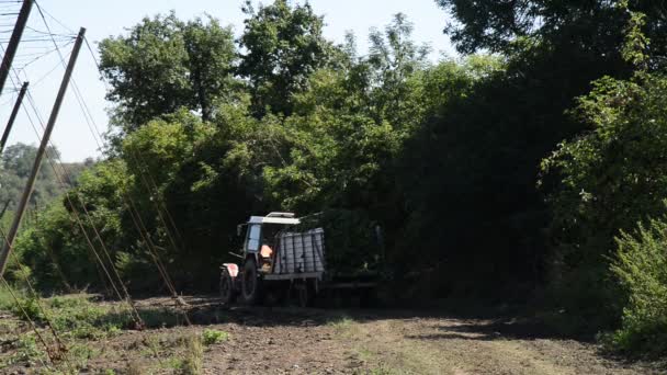 Хоп врожаю в селі Mradice біля міста Zatec в Чехії — стокове відео