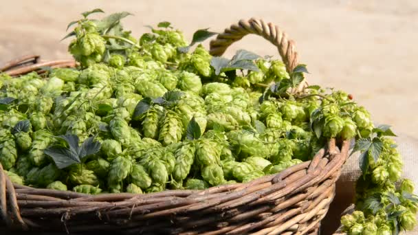 Détail des cônes de houblon dans le panier en osier — Video