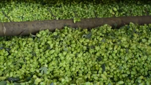 Récolteuse de houblon dans le village de Mradice près de la ville de Zatec en République tchèque , — Video