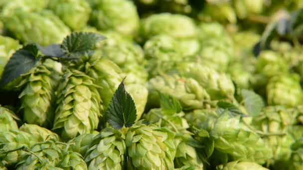 Detail of hop cones in the wicker basket,zoom out — Stock Video