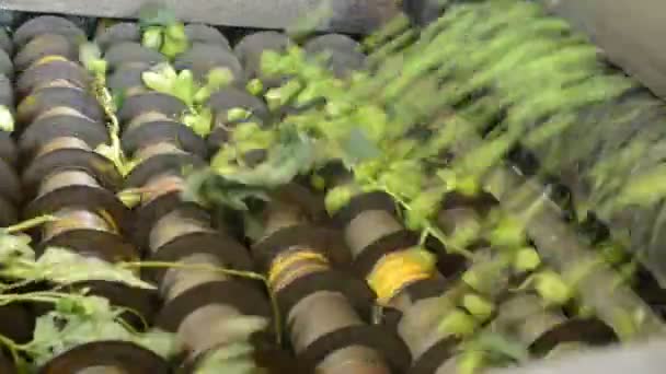 Hop harvestor scheidt hopbellen van bladeren — Stockvideo