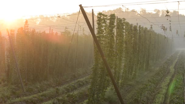 Hop veld in de ochtend mist — Stockvideo