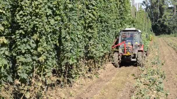 Hasat yakınlarındaki kasaba Zatec Çek Cumhuriyeti Mradice kasabada hop — Stok video