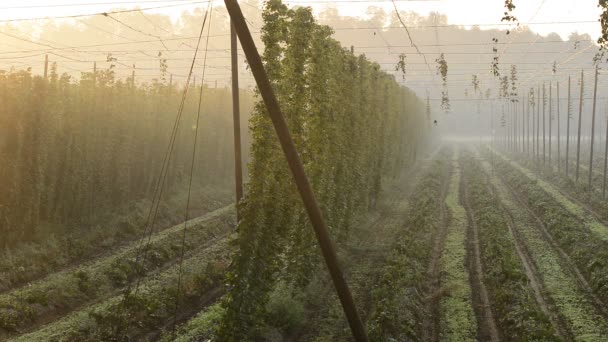 Detail of hop field — Stock Video