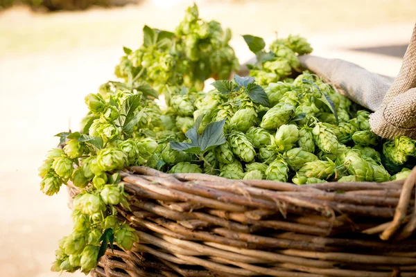 Hops in the wicker basket — Stock Photo, Image