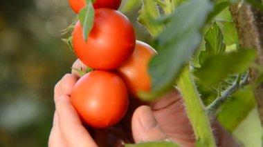 Çiftçi incelemek bahçede domates