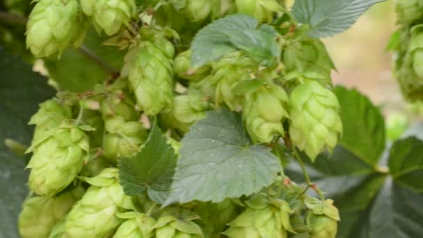 Détail du champ de houblon dans la brise — Video