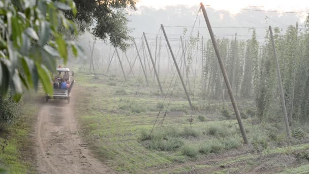 Trekker uitvoering hop naar harvester — Stockvideo