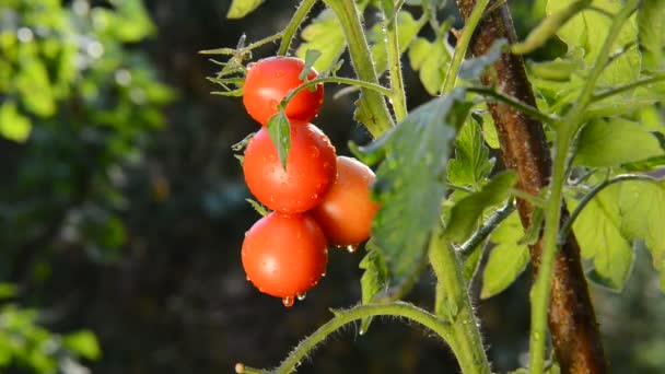 Pomodori in giardino — Video Stock